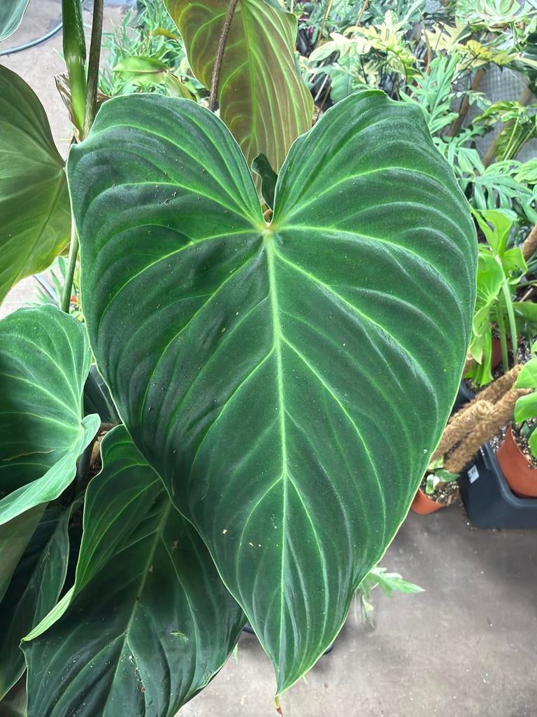 Philodendron splendid.  Pot 24 cm, Huis en Inrichting, Kamerplanten, Ophalen of Verzenden, Halfschaduw, Minder dan 100 cm