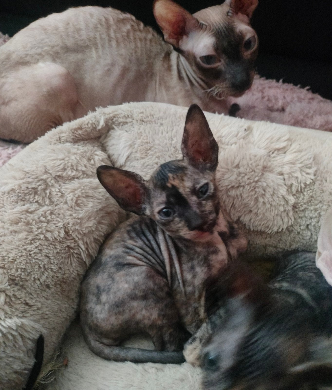 Prachtige Raszuivere Cornish Rex kittens, Dieren en Toebehoren, Meerdere dieren, Gechipt, 0 tot 2 jaar