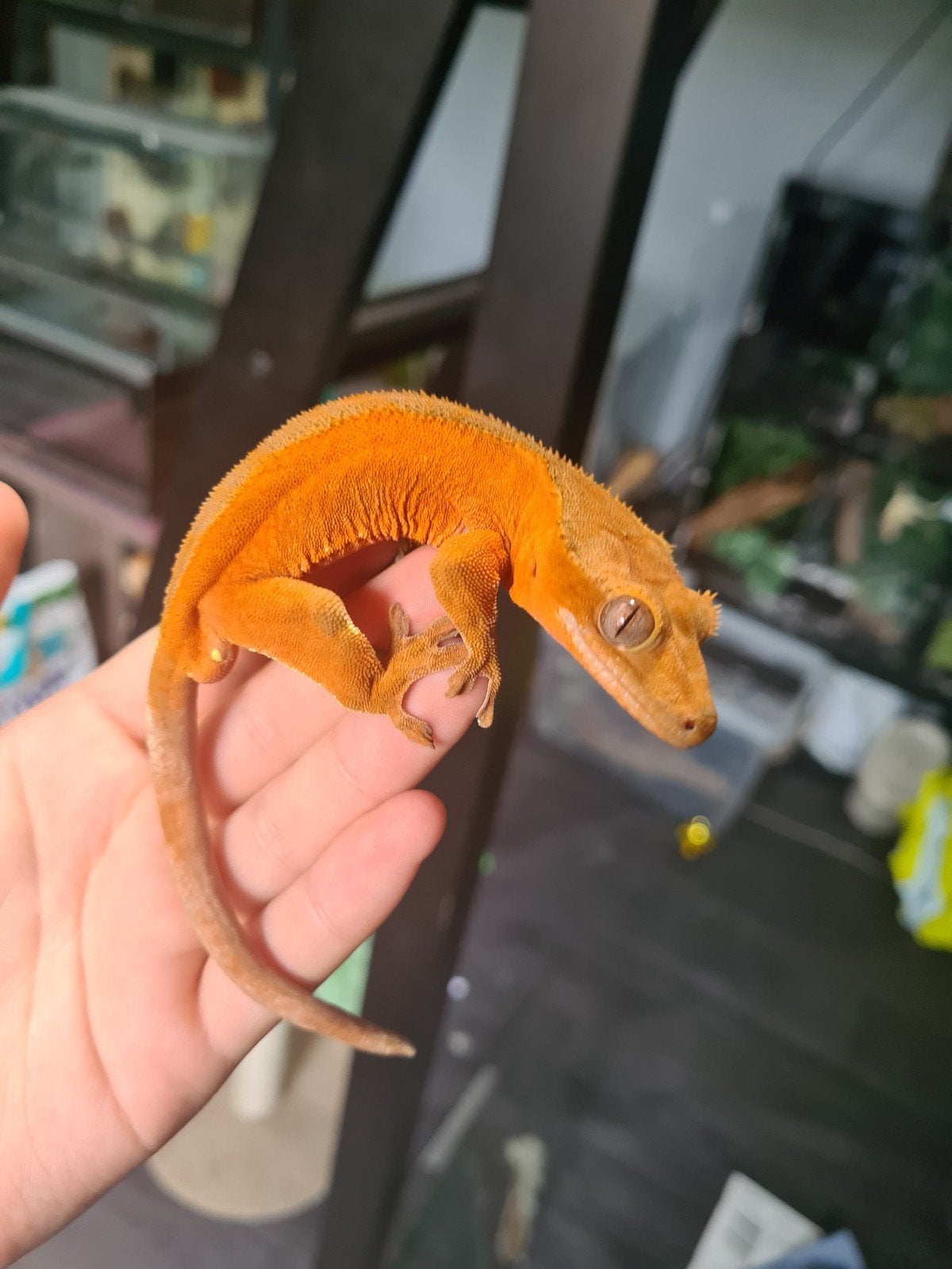 Prachtige Wimpergekko 1.0 Crested Gecko - male for sale from essies.animals