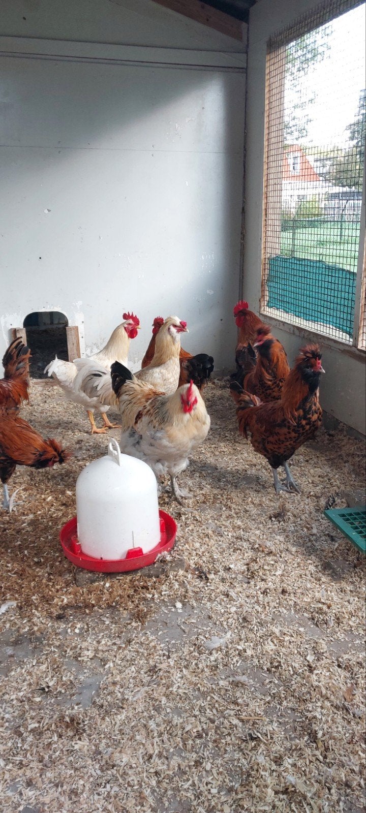 Hanen, Dieren en Toebehoren, Mannelijk, Kip
