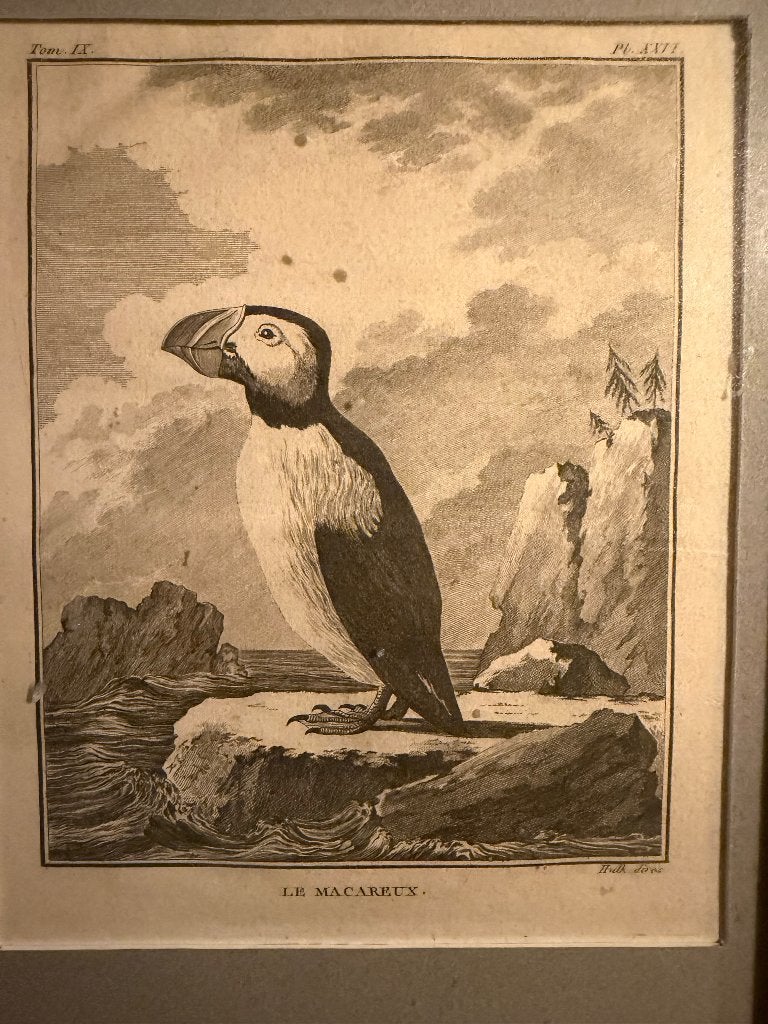 Kopergravure, Antiek en Kunst, Gravure, Flora en Fauna, 21 cm, 1700 - 1799