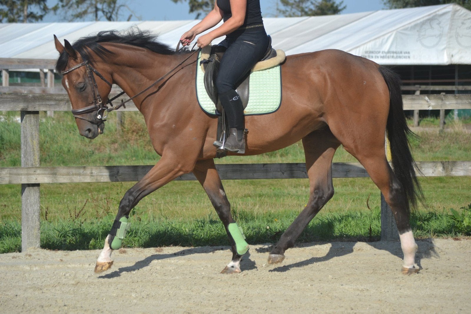 lieve allround ruin, Dieren en Toebehoren, B, Ruin, 3 tot 6 jaar, 160 tot 165 cm