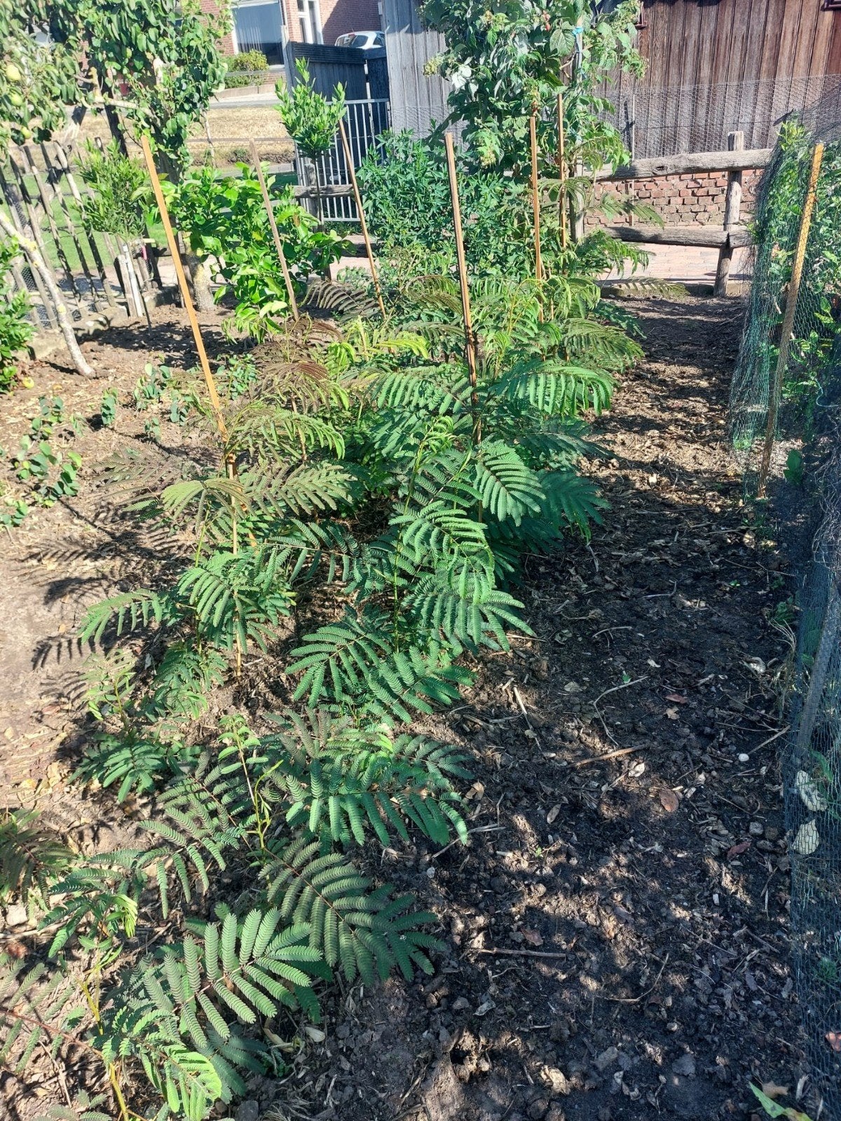 Albizia julibrissin. perziche slaapboom, Ophalen, Bloeit niet, Volle zon, Overige soorten