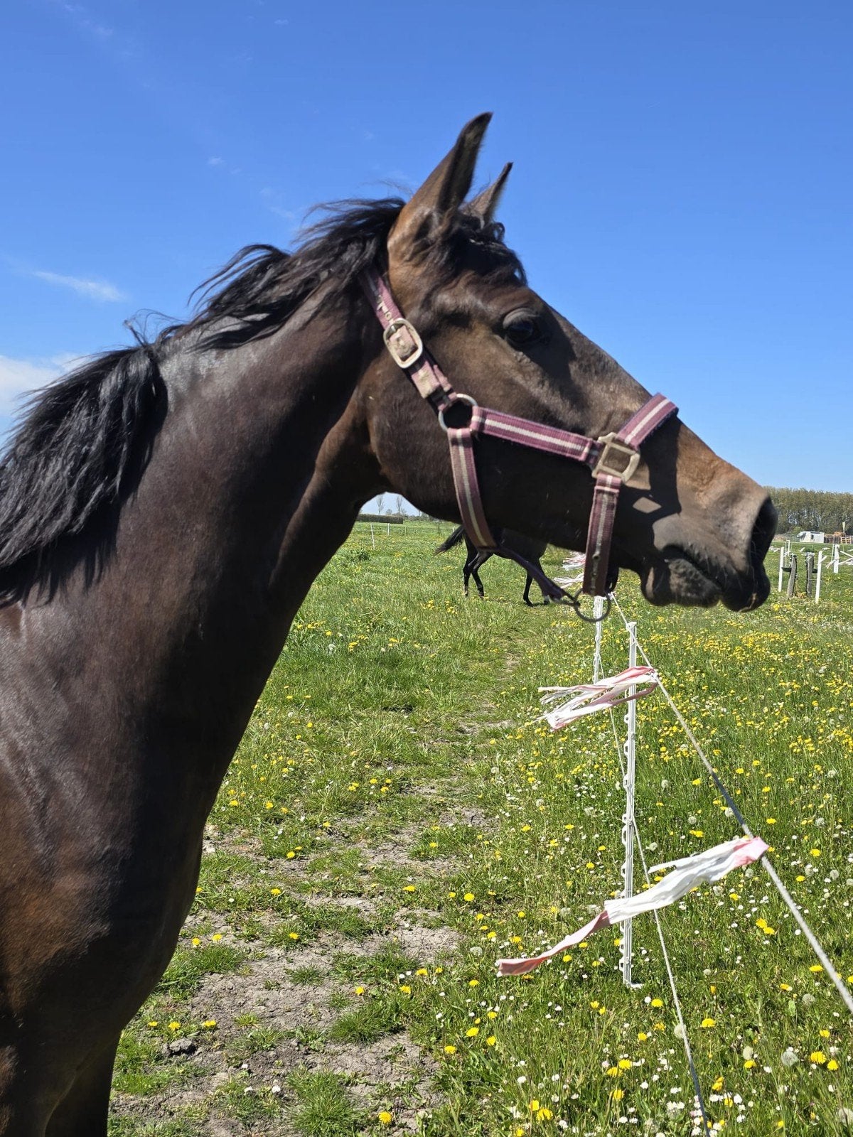 Knappe 2,5 jarige PRE merrie donkerbruin pearl, Dieren en Toebehoren, Merrie, Minder dan 160 cm, Met stamboom, Niet van toepassing