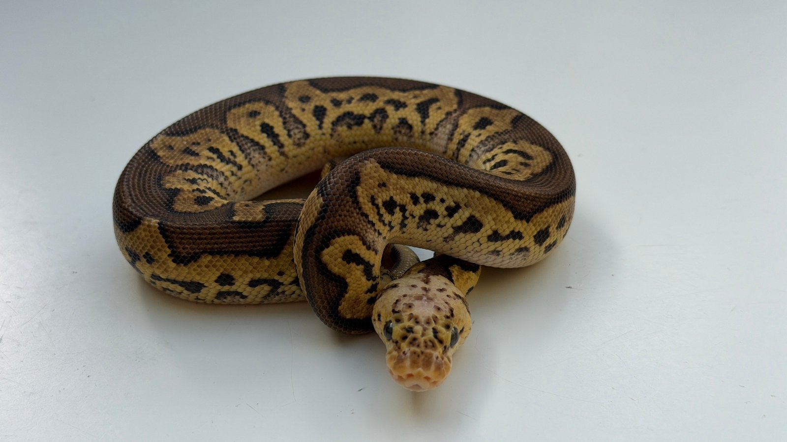 Ball Pythons Houten Ball Python photo 4