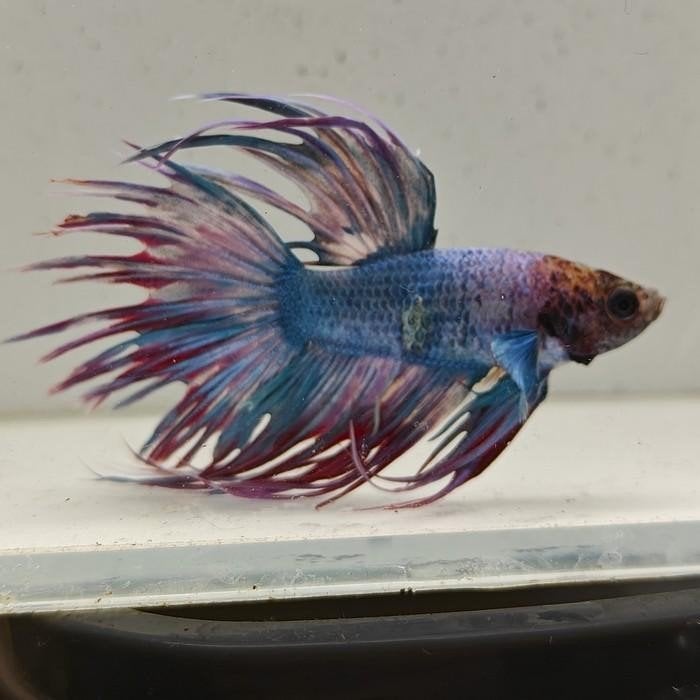 betta splendens man 11, Vis