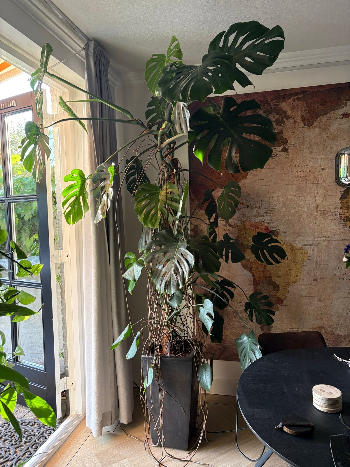 Grote Monstera Deliciosa op hydrocultuur - 2.5m hoog, Ophalen, 200 cm of meer, Overige soorten, Halfschaduw