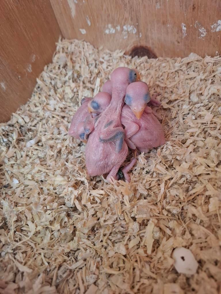 Baby pruimkop, Dieren en Toebehoren, Vogels | Parkieten en Papegaaien, Geslacht onbekend, Parkiet