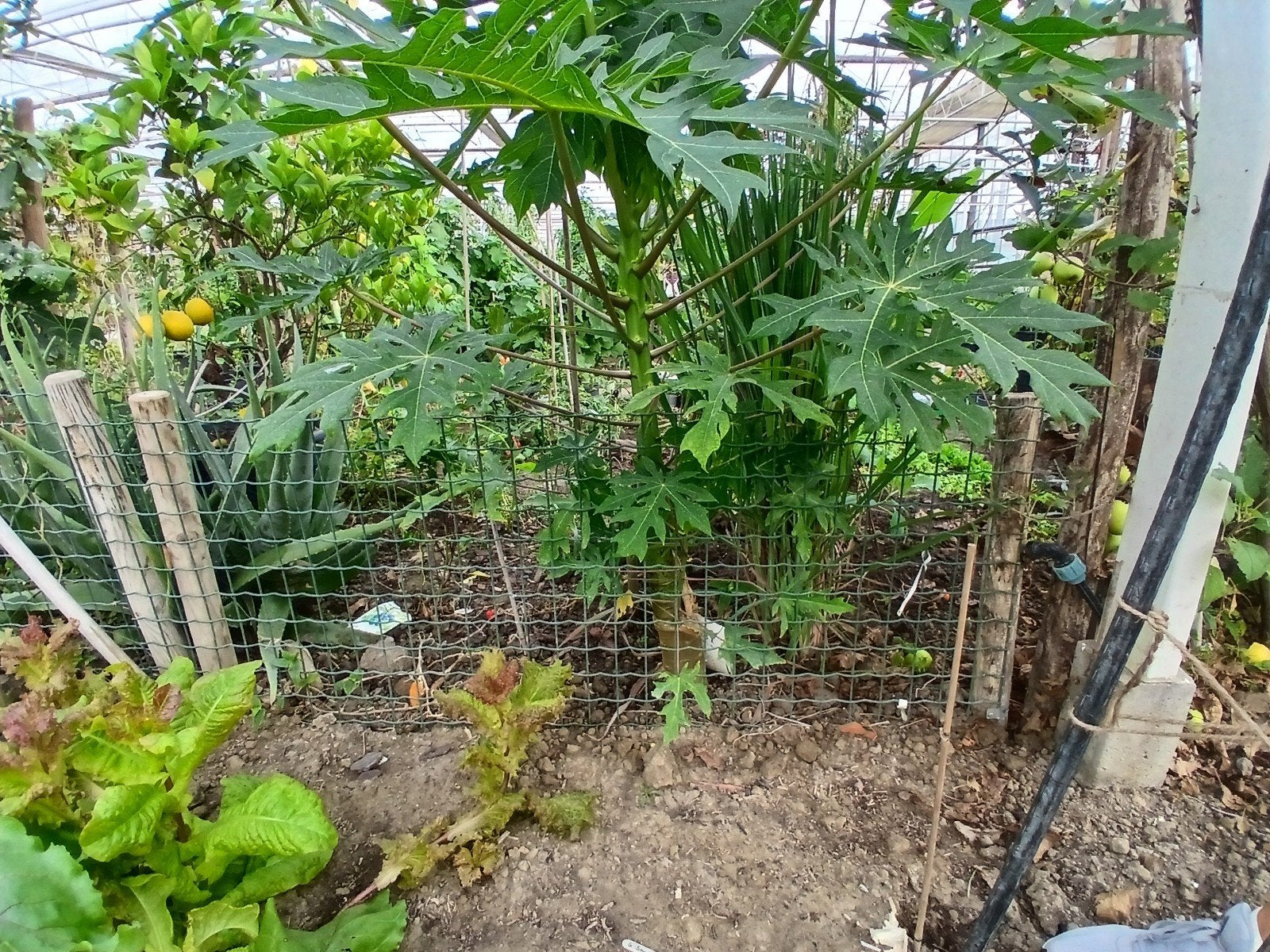 Papaya plant van 130-140 cm met bloemen, Ophalen, Volle zon, Vaste plant, Zomer