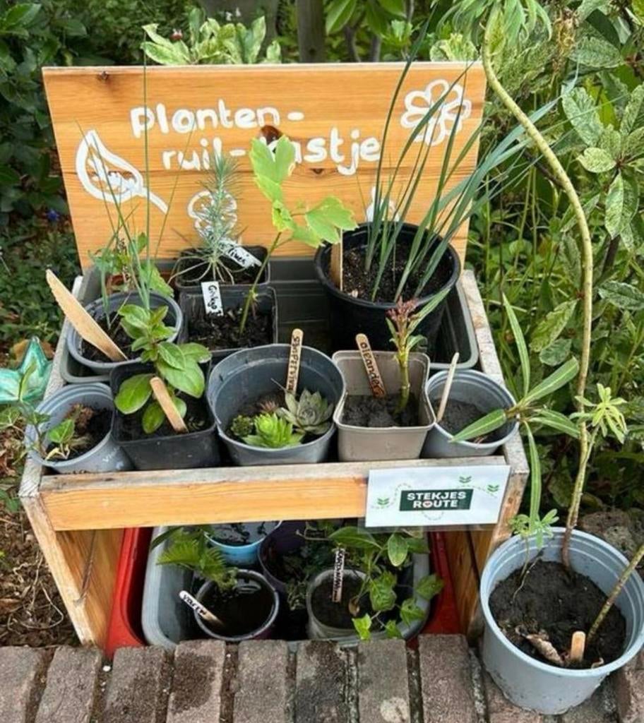 Planten ruilen, planten ruil kastje, Ophalen, Bodembedekkers, Vaste plant, Halfschaduw