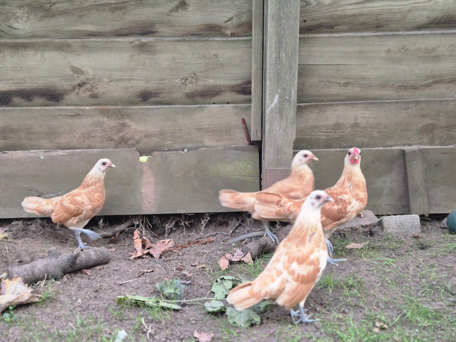 Sebright setje 3 hennen 1 haan, Dieren en Toebehoren, Meerdere dieren, Kip