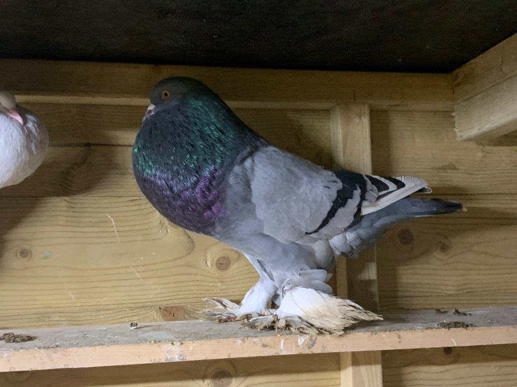 Diverse Gentse kroppers, Dieren en Toebehoren, Meerdere dieren, Kropper