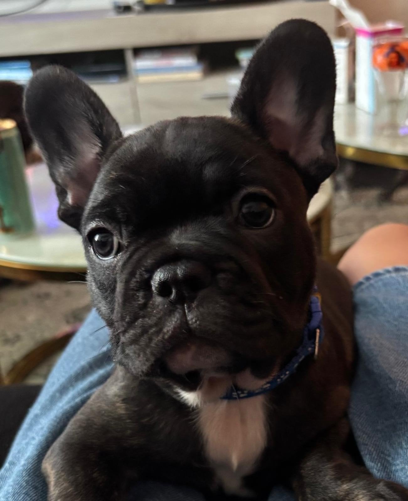 Franse Bulldog puppies te koop/mogen vrijdag nest verlaten, Dieren en Toebehoren, 8 tot 15 weken, Teef, Bulldog, Meerdere