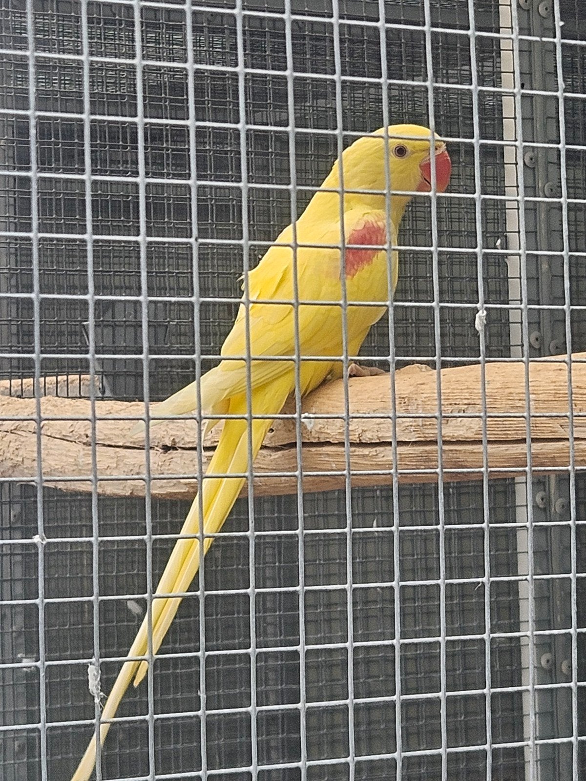 grote alexanderparkiet lutino en split lutino, Meerdere dieren, Papegaai, Geringd
