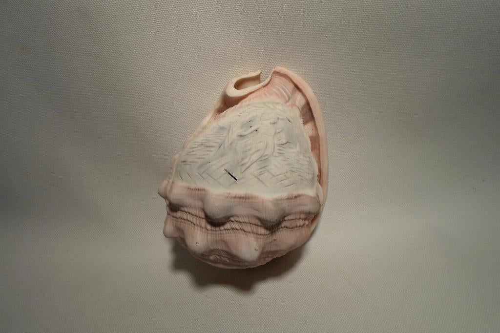Camee Schelp Voor Lamp, Antiek en Kunst, Ophalen of Verzenden