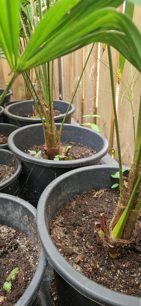 Foto 16 van Trachycarpus Fortunei    AANBIEDING
