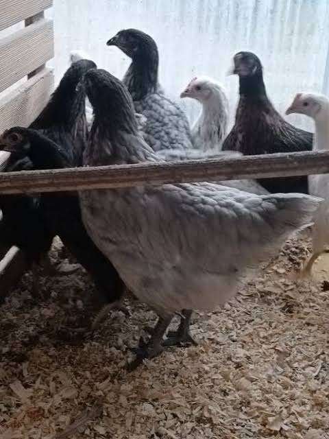 Australorp kippen., Dieren en Toebehoren, Pluimvee, Vrouwelijk, Kip