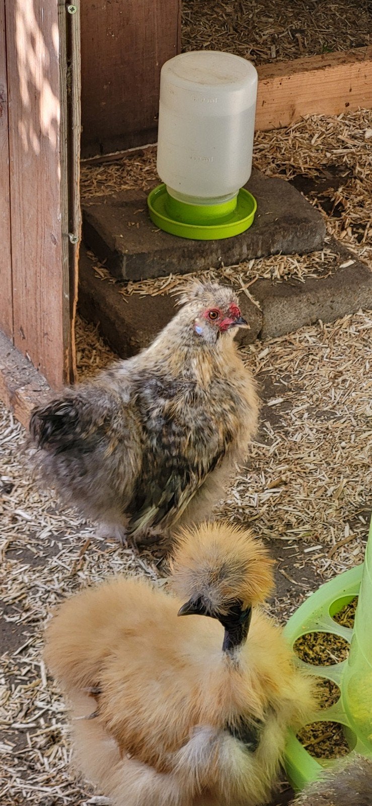 Gratis 2 Zijdehoen kriel haantjes, Dieren en Toebehoren, Pluimvee, Mannelijk, Kip