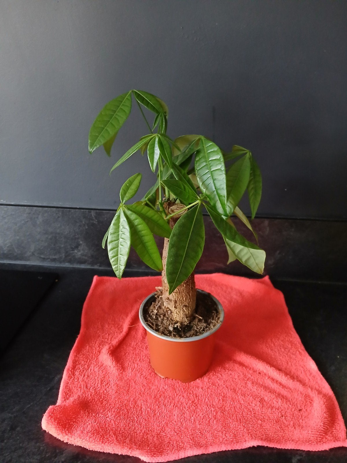 Kleine Pachira Aquatica (Geldboom) in pot 30cm, Huis en Inrichting, Ophalen, Overige soorten, Halfschaduw, In pot