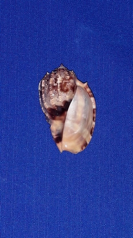 Schelpen, Harpa harpa, Ophalen of Verzenden, Schelp(en)