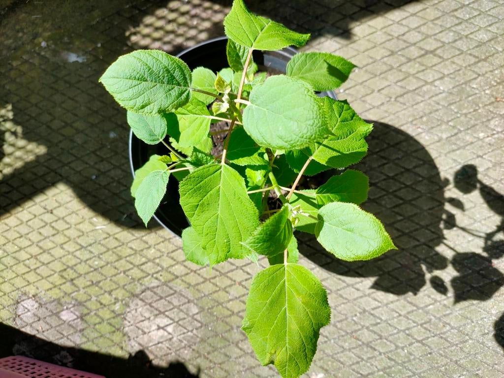 Hydrangea Annabelle, Tuin en Terras, Ophalen, Overige soorten, Halfschaduw