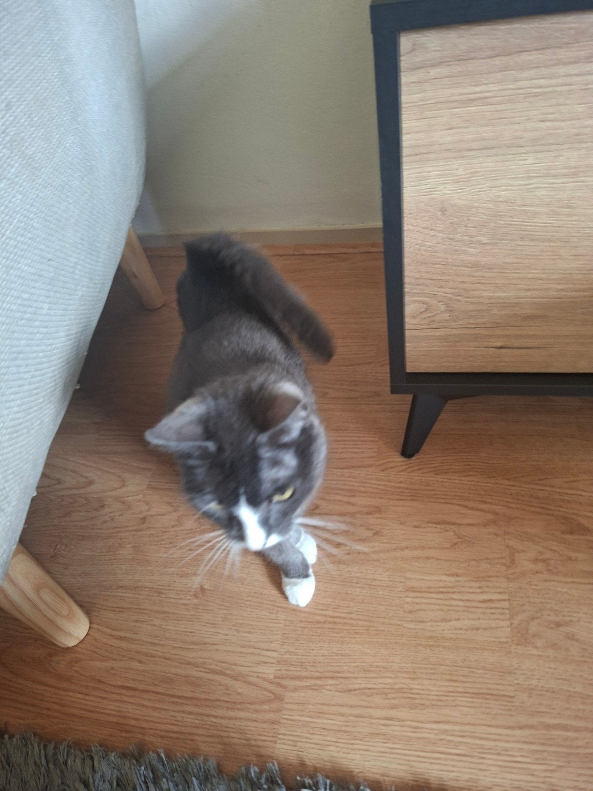 2 poezen. Griis/wit, Poes