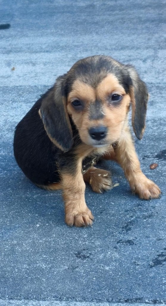 Mooie kruising Beagle, Parvo, 8 tot 15 weken, Meerdere, Meerdere dieren