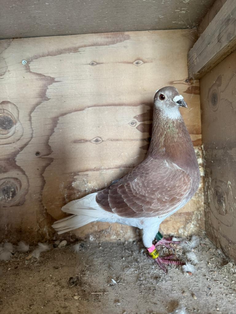 Mooie rode postduif duivin, Dieren en Toebehoren, Vrouwelijk, Postduif