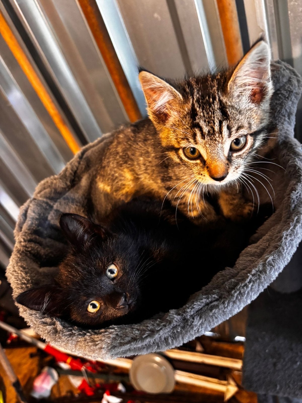 Jonge kittens 9 weken, Kortharig, 0 tot 2 jaar