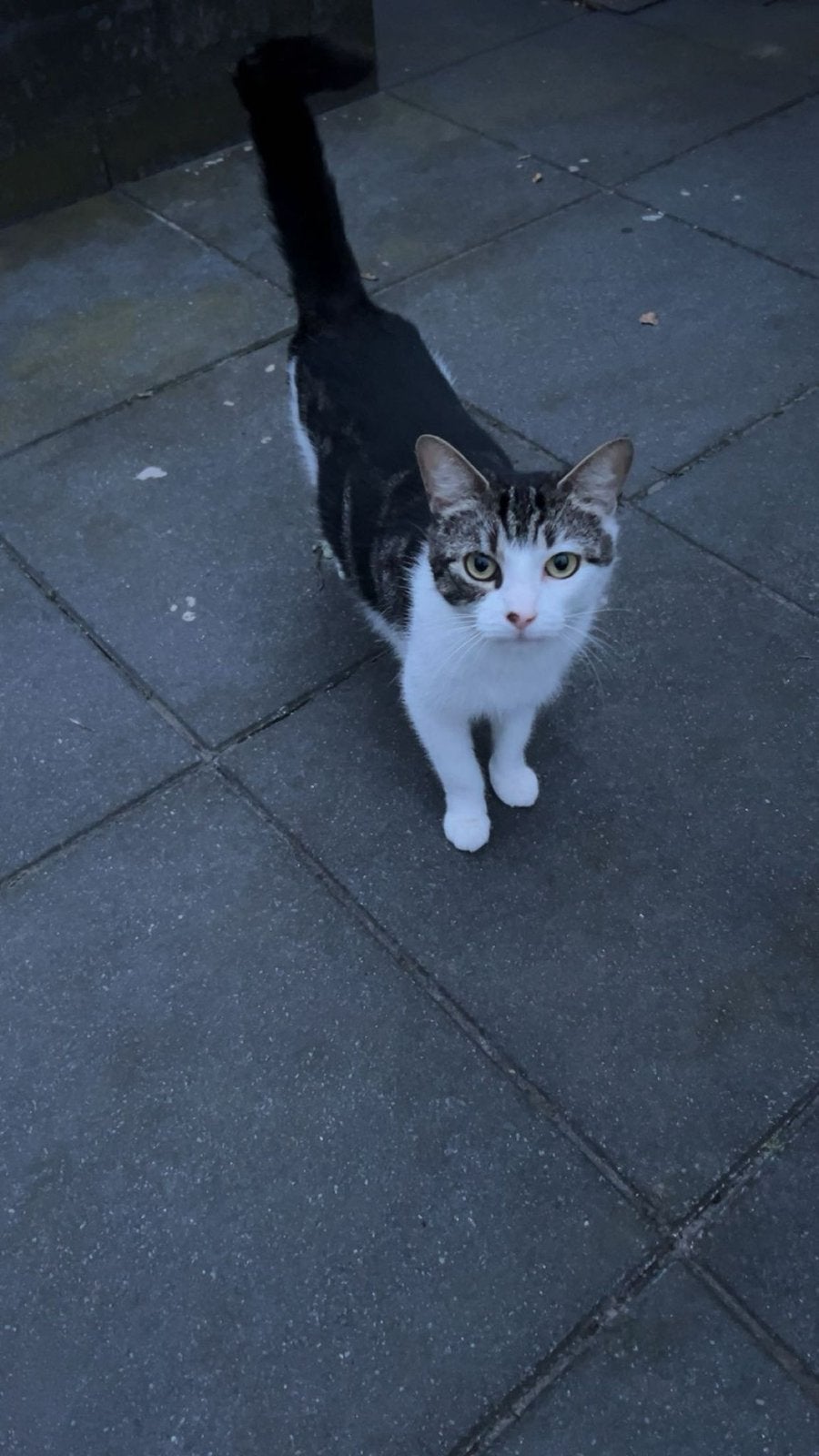 Katten, Kater