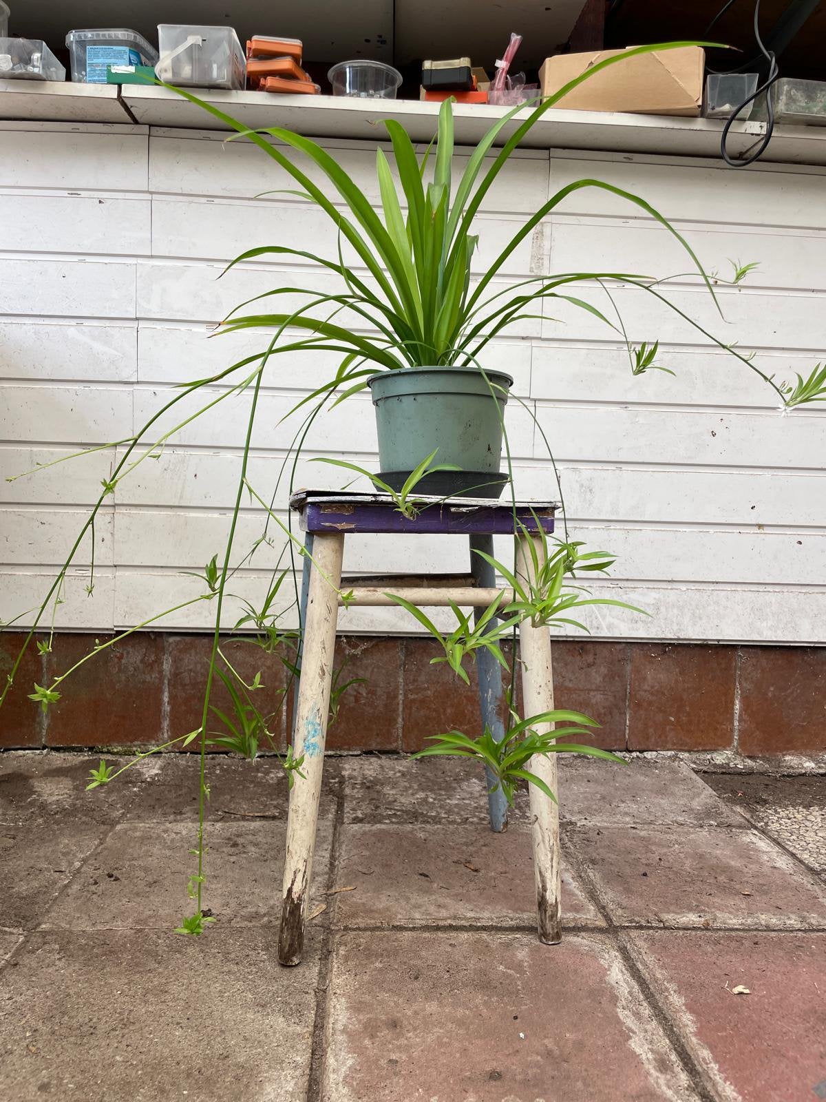 Groene graslelie met kleintjes, Ophalen, Halfschaduw, In pot, Minder dan 100 cm