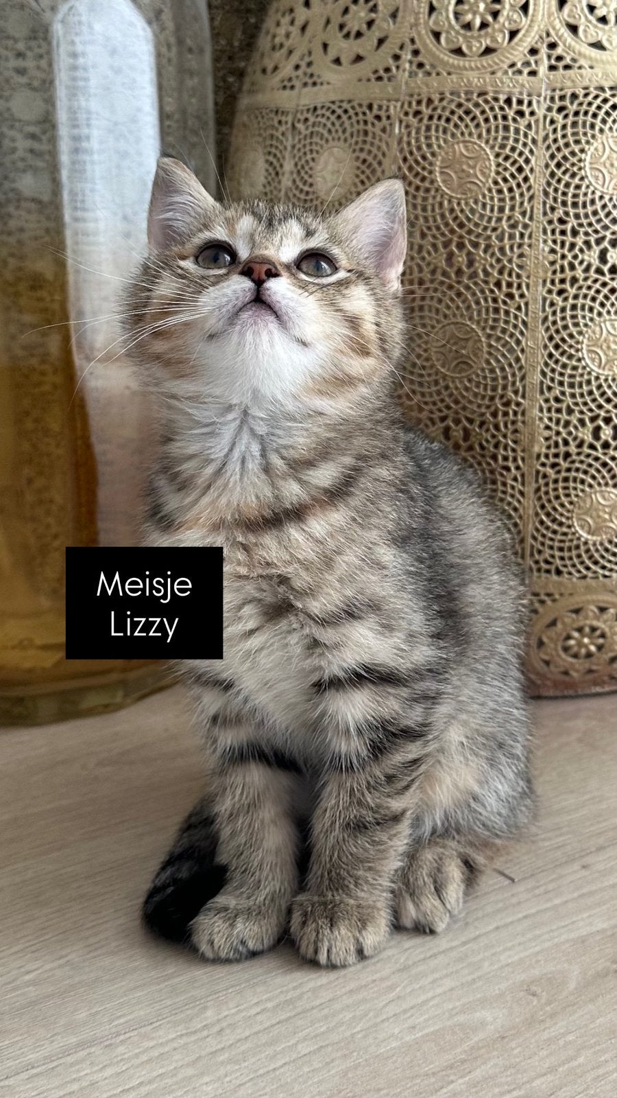 Britse korthaar kittens (moet zo snel mogelijk weg), Kater