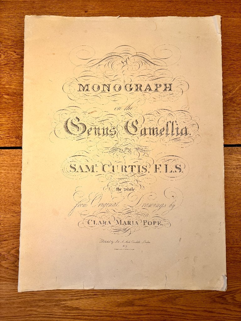 Monograph 'Genus Camellia', Samuel Curtis 1819 (70x50cm), Ophalen