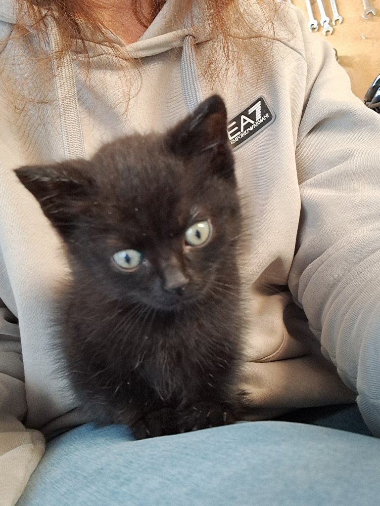 Kitten, Ophalen, Zo goed als nieuw