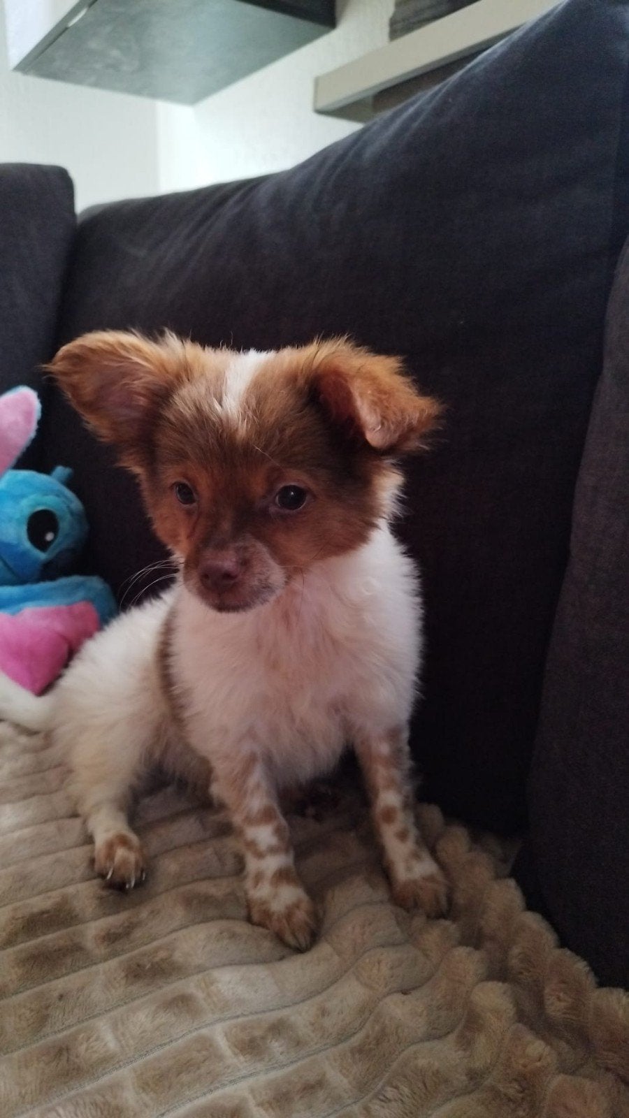 Boomer, Dieren en Toebehoren, Honden | Chihuahua's en Gezelschapshonden, Eén hond, Nederland, Particulier, Reu