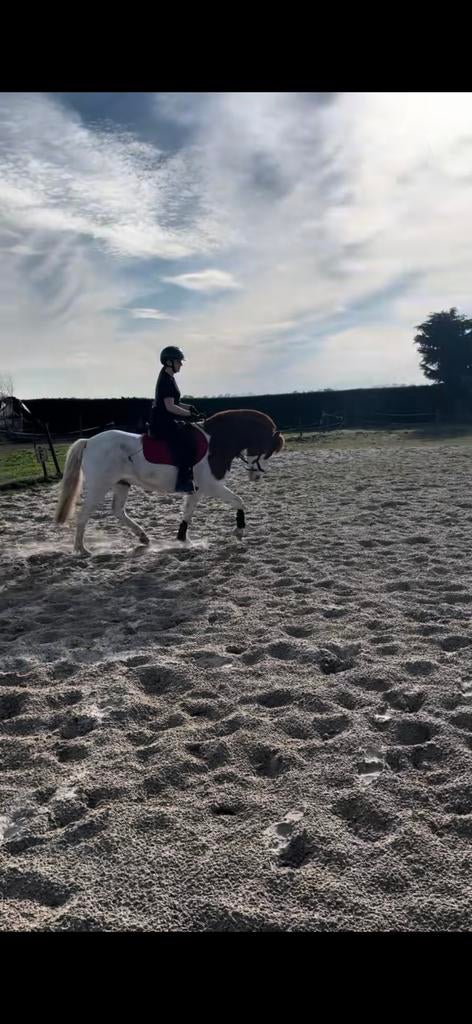 Lease/bijrijd paard gezocht, Dieren en Toebehoren, Ophalen of Verzenden