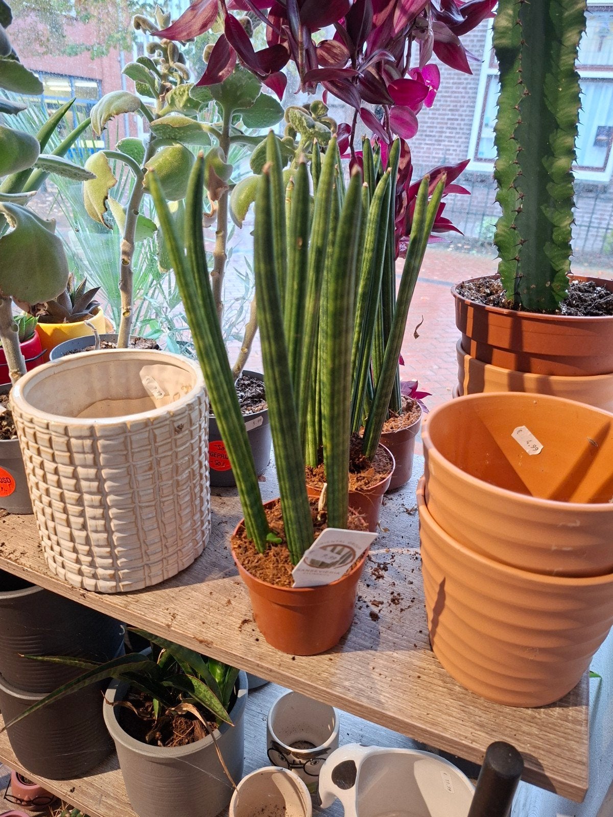 Sanseveria, Ophalen, Vetplant, Halfschaduw, In pot