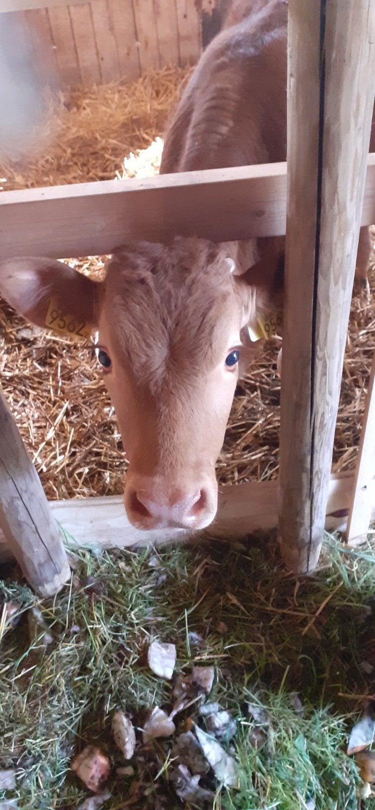 Limousine stier, Dieren en Toebehoren, Runderen, Mannelijk