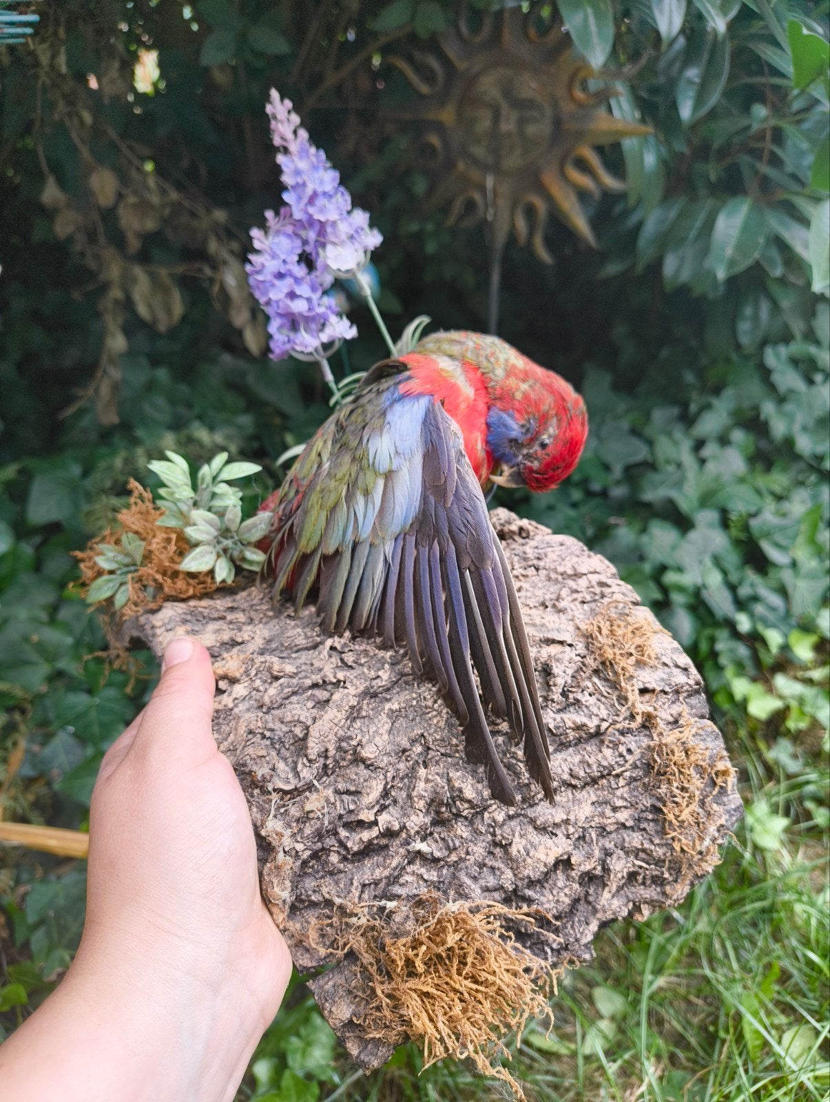 Opgezetten vogel taxidermie, Ophalen, Minder dan 50 cm, Overige typen