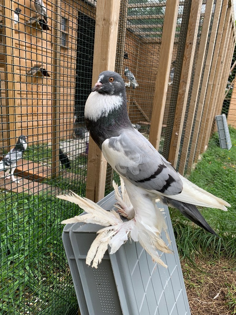 Mooie blauwe pommerse kroppers, Dieren en Toebehoren, Meerdere dieren, Kropper