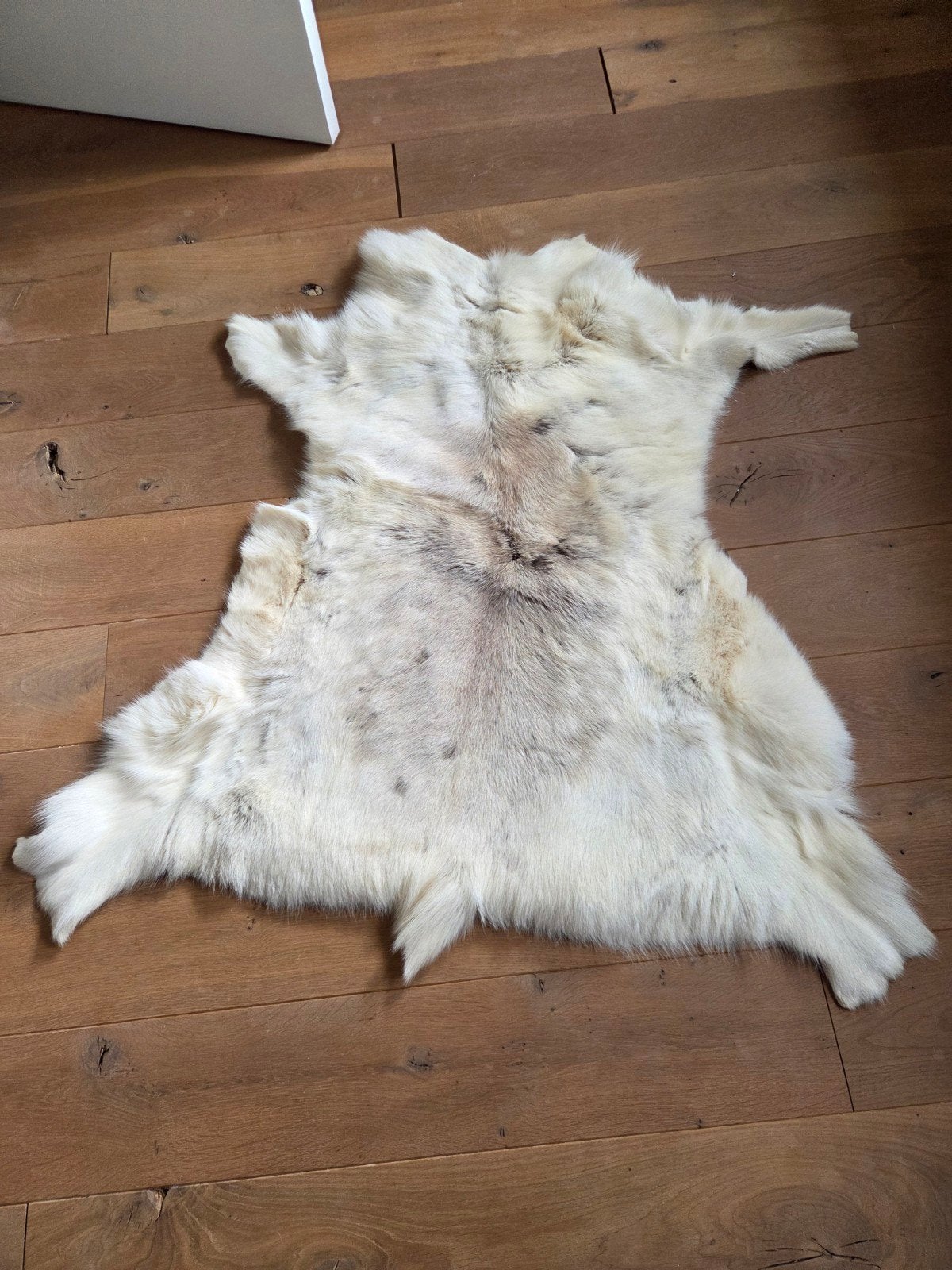 Prachtig wit/beige rendieren vel, Gebruikt, 100 tot 150 cm, Natuurlijk, Scandinavisch, Landelijk, Beige