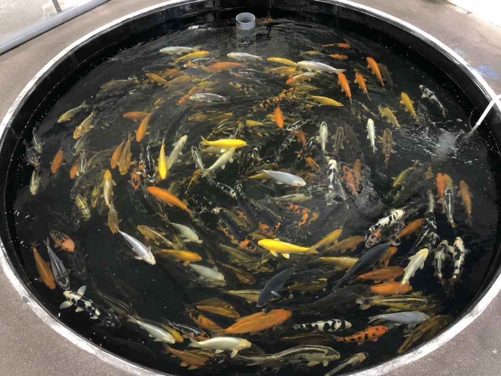 Japanse Koi 35 - 59 cm, Karper of Koi
