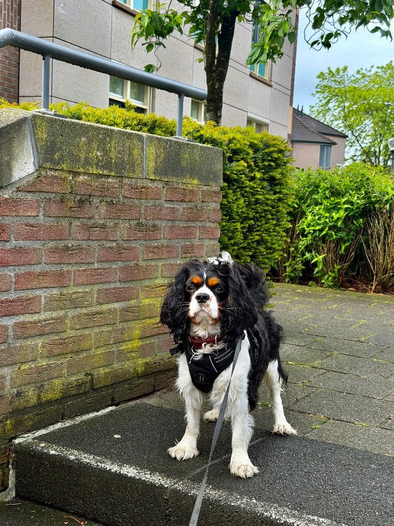Dog looking for a partner for mating., Nederland, Reu, 1 tot 2 jaar, Parvo
