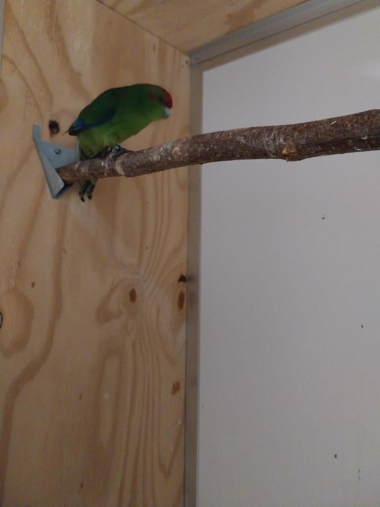 Kakarikie tekoop, Dieren en Toebehoren, Vrouwelijk, Parkiet, Geringd