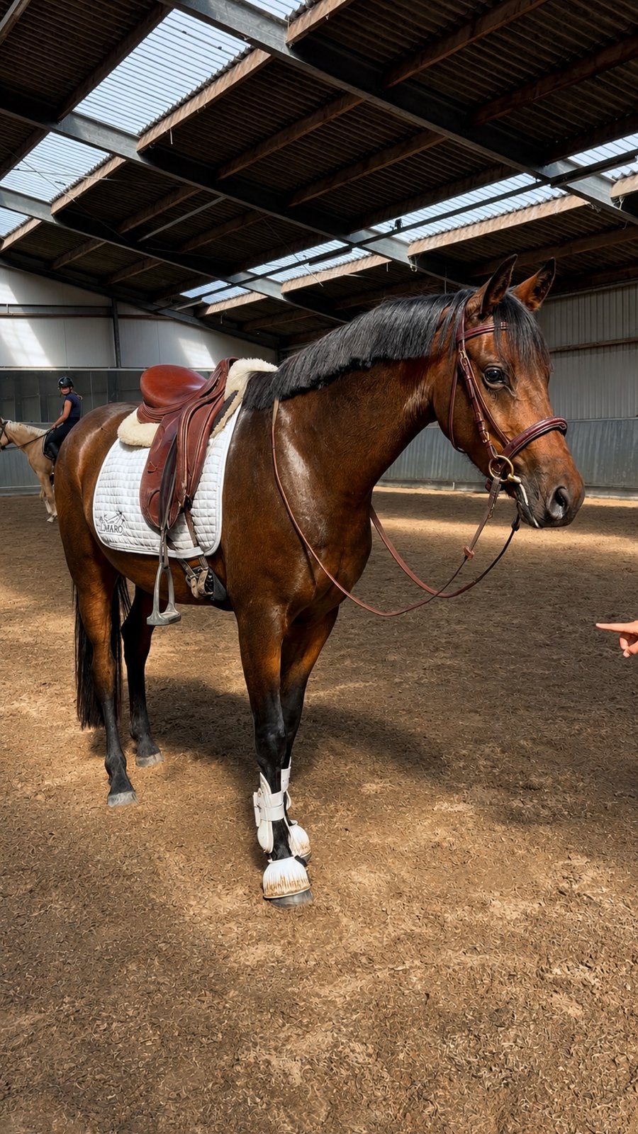 Bloedmooie d pony, Ruin, D pony (1.37m tot 1.48m), Met stamboom, 3 tot 6 jaar