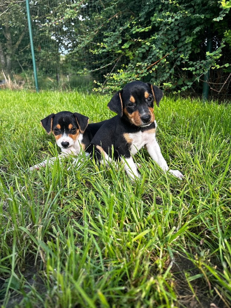 Boerenfox pups, België, Particulier, 8 tot 15 weken, Parvo
