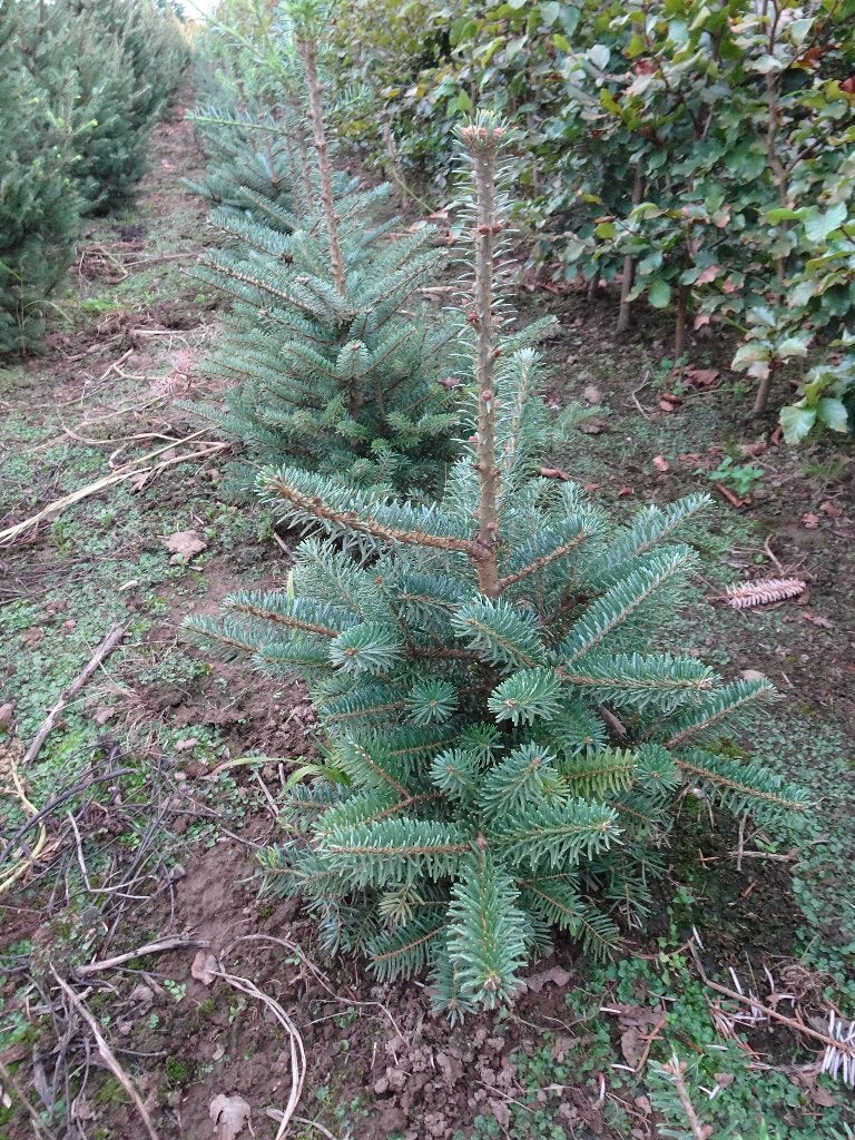 Te koop Abies koriana, Tuin en Terras, Planten | Bomen, Bloeit niet, Overige soorten, Minder dan 100 cm, Ophalen