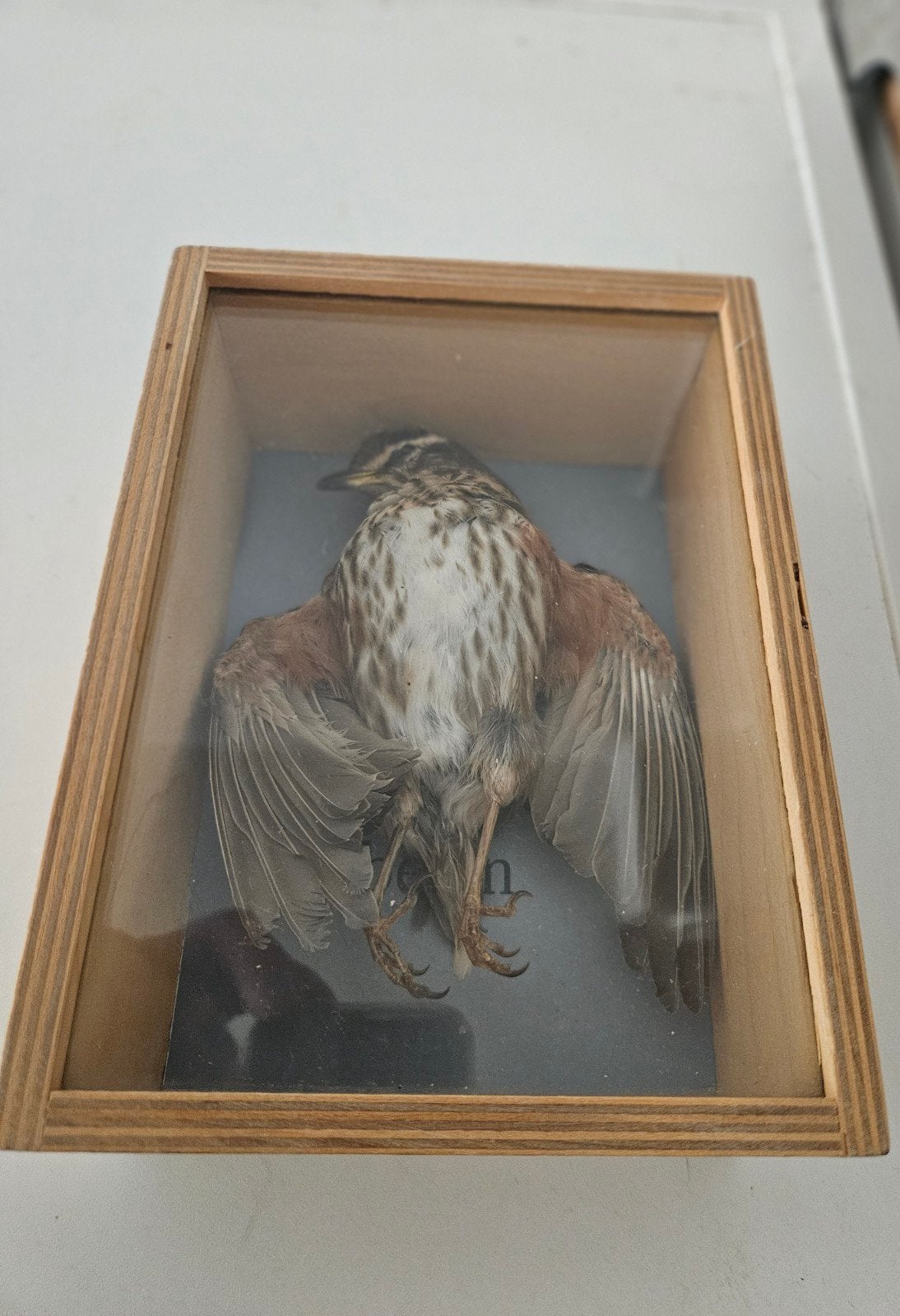 Taxidermie mooi opgezette vogel wunderkammer, Ophalen of Verzenden, Zo goed als nieuw, Vogel, Opgezet dier