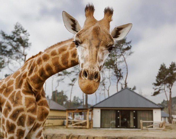 4 toegangstickets voor Safaripark Beekse Bergen, Drie personen of meer