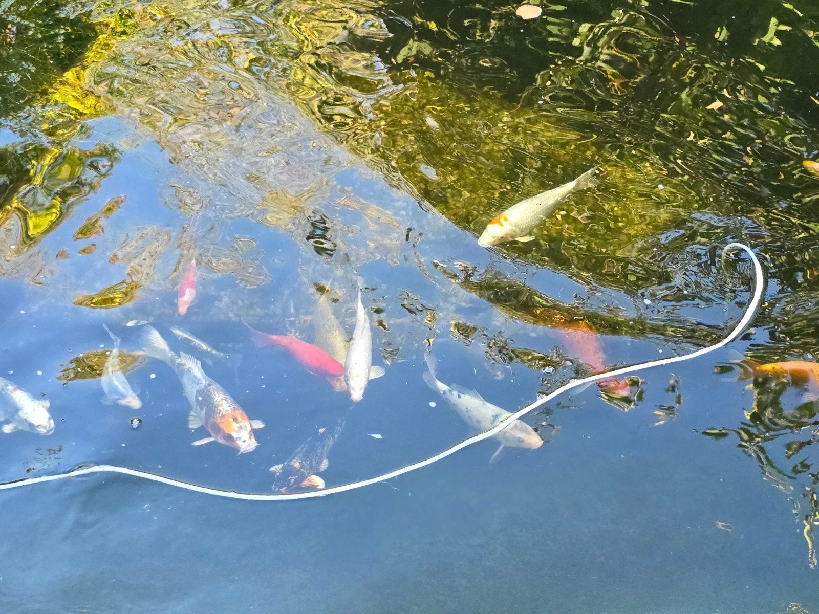 Koi te koop – meerdere mooie koi ca. 10–40 cm, Dieren en Toebehoren, Karper of Koi